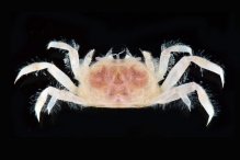 Opusia indica