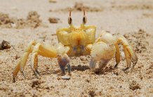 Ocypode saratan