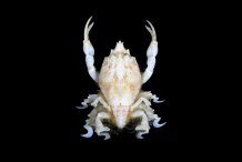 Symethis variolosa