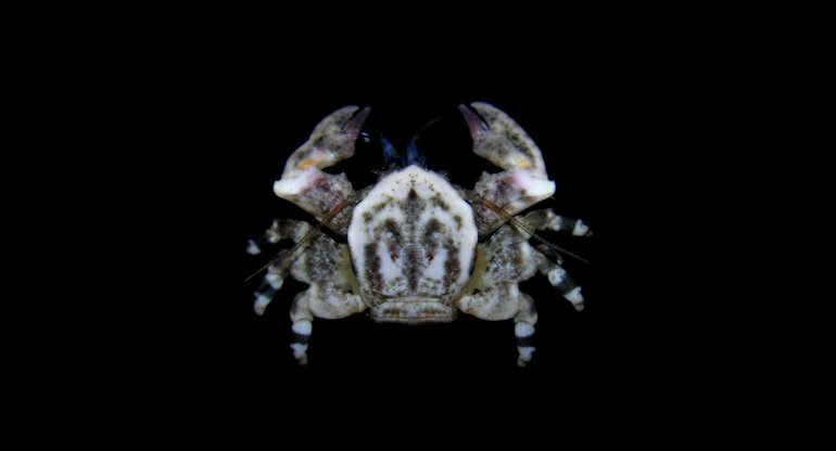 Allopetrolisthes angulosus, Arthur Anker