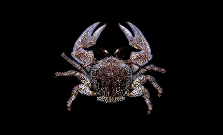 Allopetrolisthes punctatus, Arthur Anker