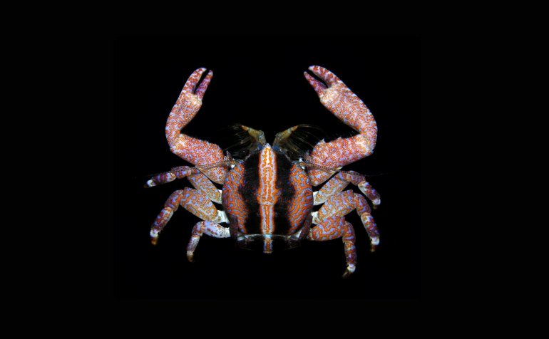 Liopetrolisthes mitra, Arthur Anker