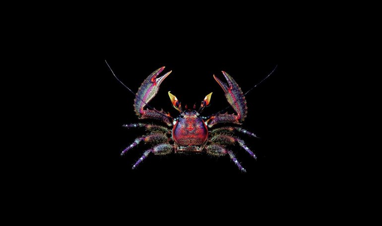 Petrolisthes coccineus, Tin-Yam Chan 上傳(TaiBNET)