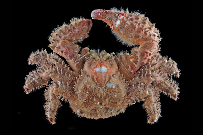 Hapalogaster dentata, 大土直哉 Naoya Ohtsuchi