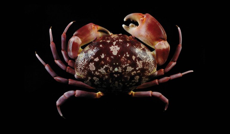 Carpilius convexus, Ling-Kuang Tseng