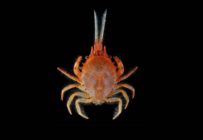Gomeza bicornis, Arthur Anker