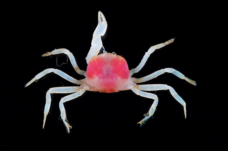 Camatopsis rubida, Tin-Yam Chan Museum national  d’Histoire naturelle