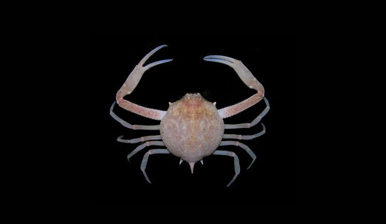 Persephona townsendi, Arthur Anker