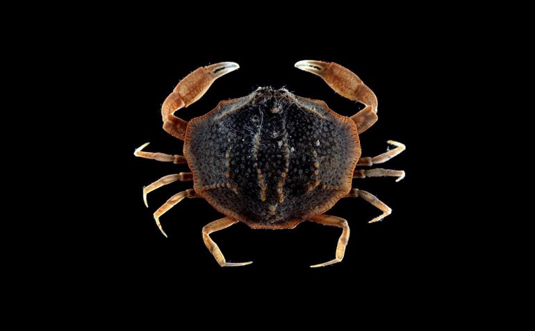 Praosia punctata, Arthur Anker