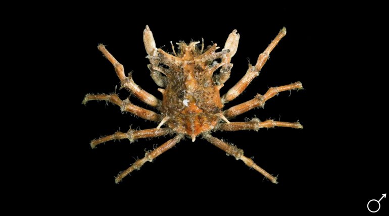 Criocarcinus superciliosus, Ondřej Radosta