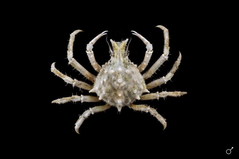 Stratiolibinia bellicosa, Ondřej Radosta