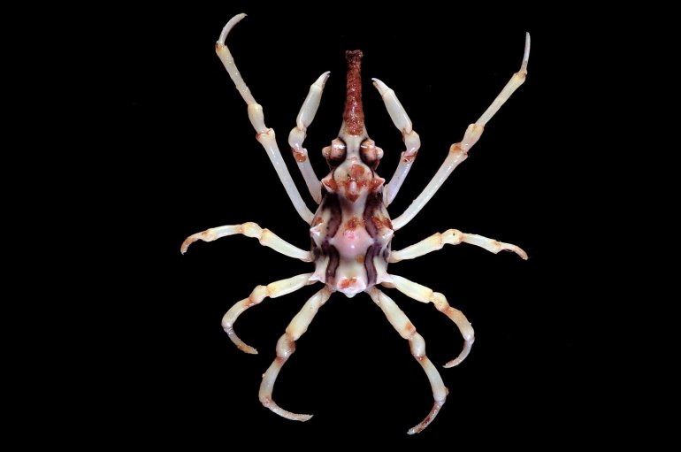 Xenocarcinus tuberculatus, Tin-Yam Chan National Taiwan Ocean University /Museum national d’Histoire naturelle