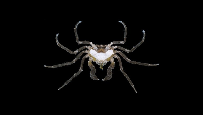Halicarcinus ovatus, Michael Marmach Museum Victoria