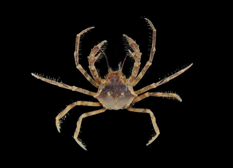 Paratymolus cygnus, Paul Ng