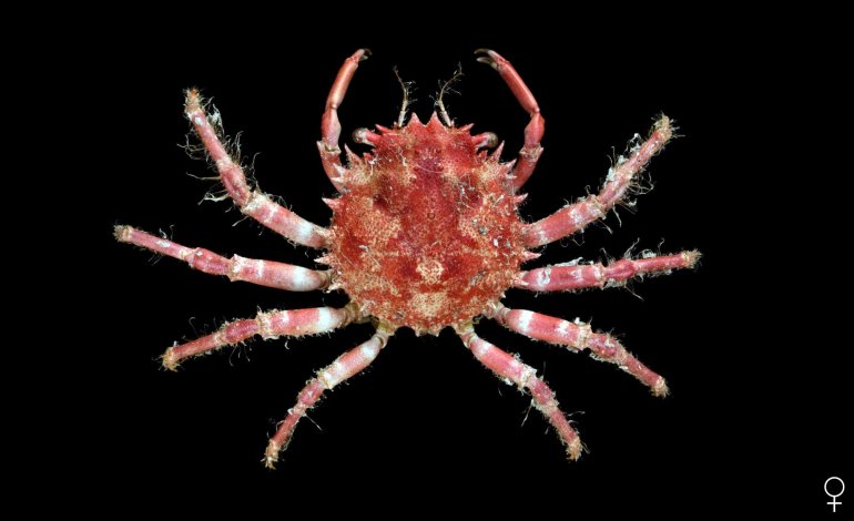 Cyclax suborbicularis, Ondřej Radosta