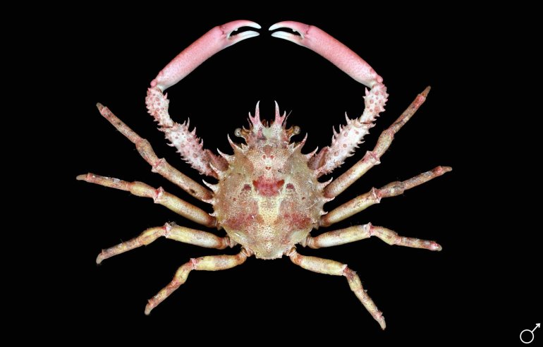 Schizophrys aspera, Ondřej Radosta