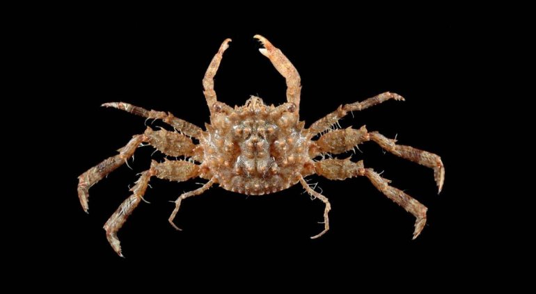Pseudopalicus investigatoris, JC Mendoza