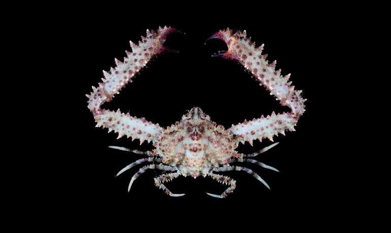 Enoplolambrus echinatus, Tin-Yam Chan National Taiwan Ocean University