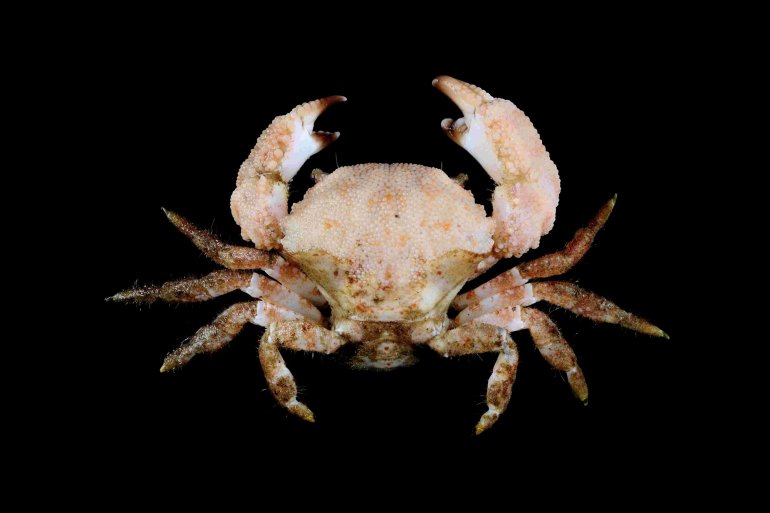 Actumnus intermedius, Tin-Yam Chan National Taiwan Ocean University