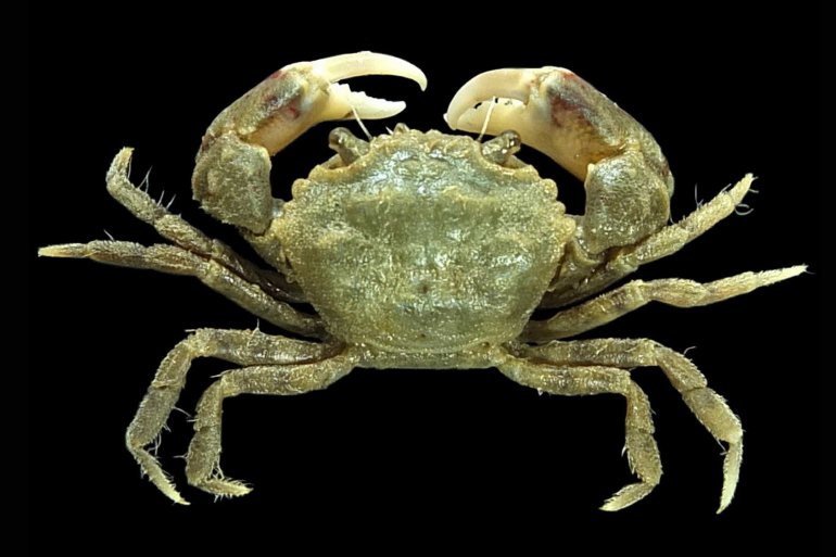 Benthopanope eucratoides, Mos Nattapat