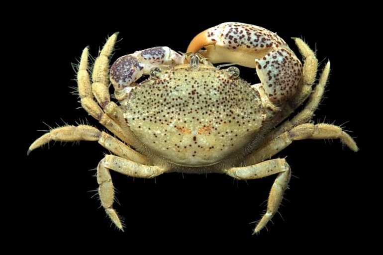 Pilumnopeus makianus, Mos Nattapat