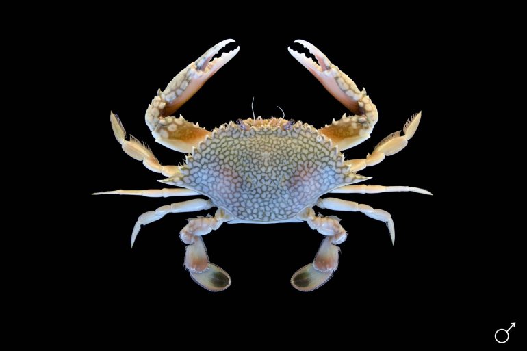 Arenaeus cribrarius, Ondřej Radosta