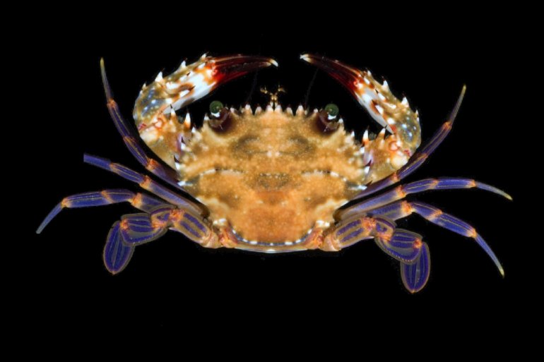 Goniosupradens acutifrons, Gustav Paulay From Molecular phylogenetics of swimming crabs (Portunoidea Rafinesque, 1815)