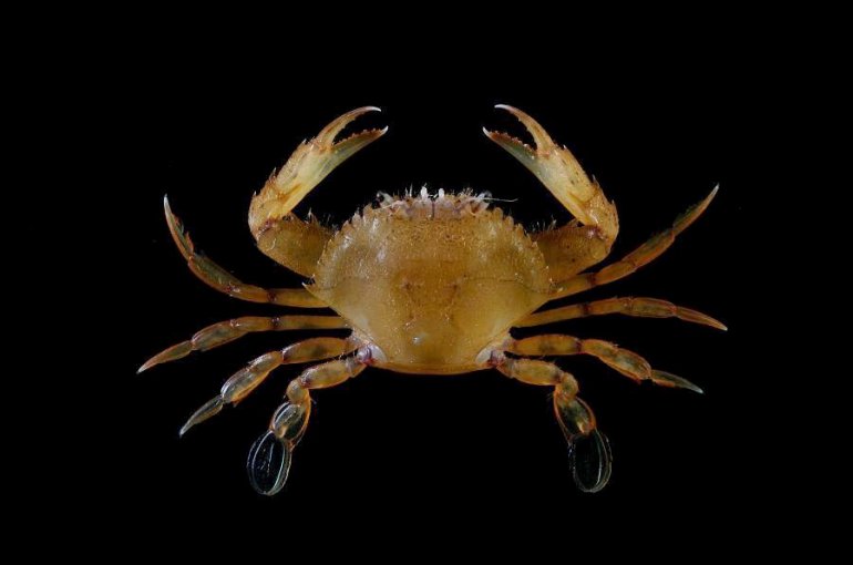 Portunus pubescens, Ling-Kuang Tseng