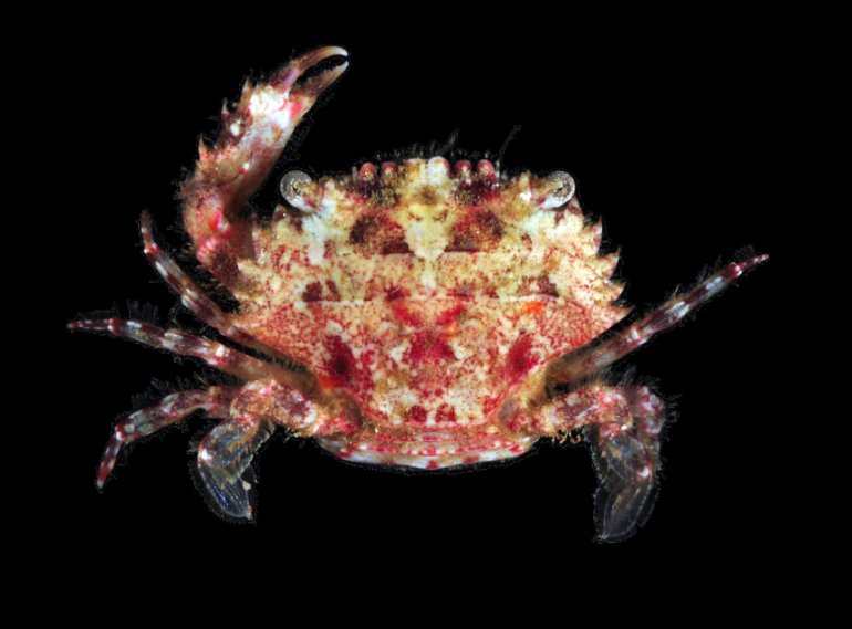 Zygita murinae, Arthur Anker From Molecular phylogenetics of swimming crabs (Portunoidea Rafinesque, 1815)