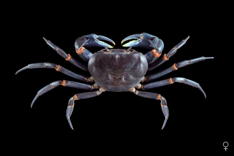 Balssipotamon ungulatum, Ondřej Radosta