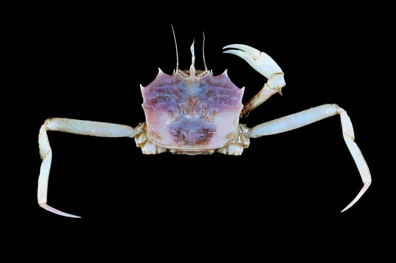 Bathypluma spinifer, Tin-Yam Chan National Taiwan Ocean University