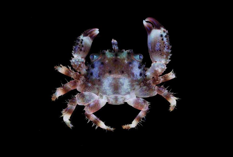 Domecia glabra, Tin-Yam Chan National Taiwan Ocean University
