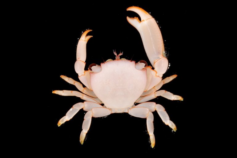 Tetralia cavimana, Gustav Paulay // Arthur Anker Florida Museum of natural history