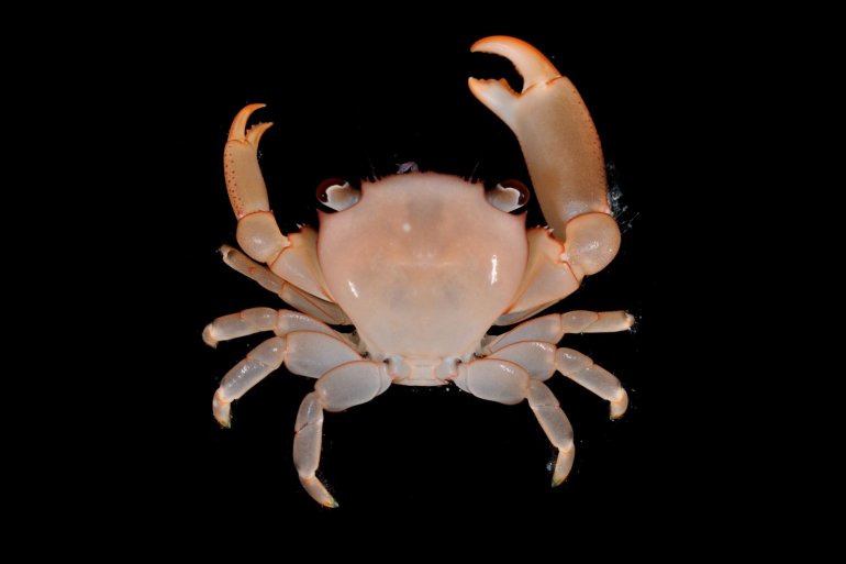 Tetralia cavimana, Gustav Paulay // Arthur Anker Florida Museum of natural history