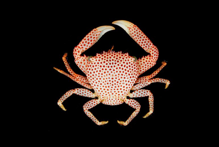 Trapezia rufopunctata, Arthur Anker