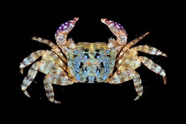 Metopograpsus thukuhar, Gustav Paulay // Arthur Anker paulay@flmnh.ufl.edu