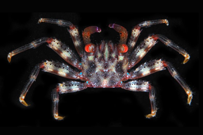 Percnon abbreviatum, Gustav Paulay // Arthur Anker paulay@flmnh.ufl.edu