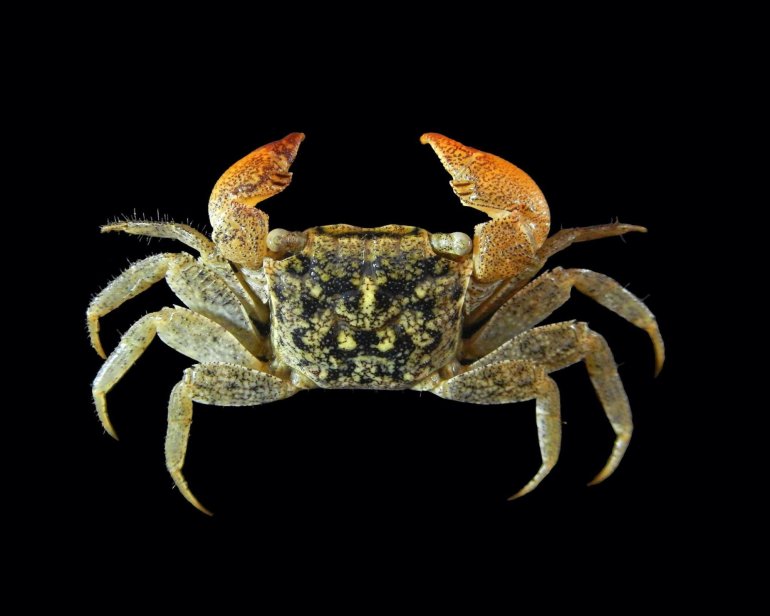 Parasesarma plicatum, Sahat Ratmuangkhwang Lab