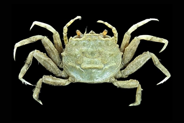 Camptandrium sexdentatum, Mos Nattapat