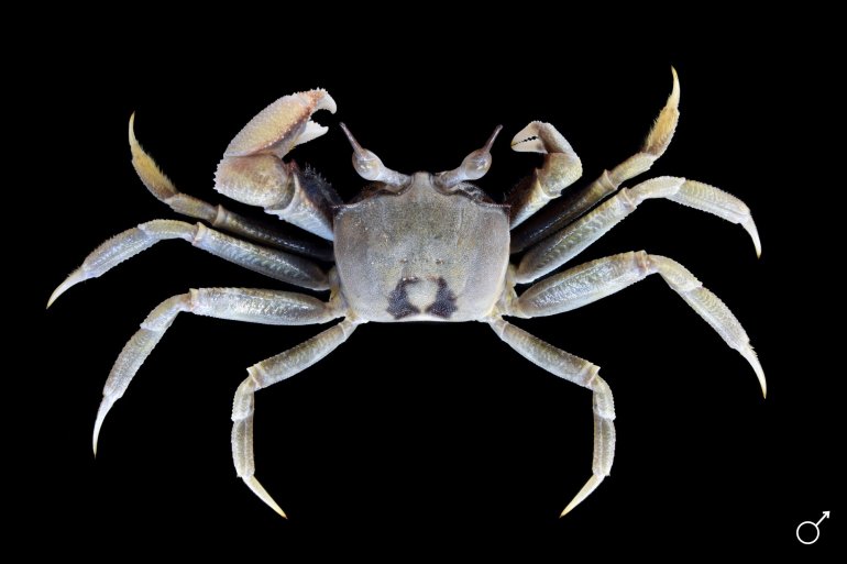 Ocypode ceratophthalmus, Ondřej Radosta