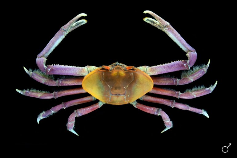 Ucides occidentalis, Ondřej Radosta