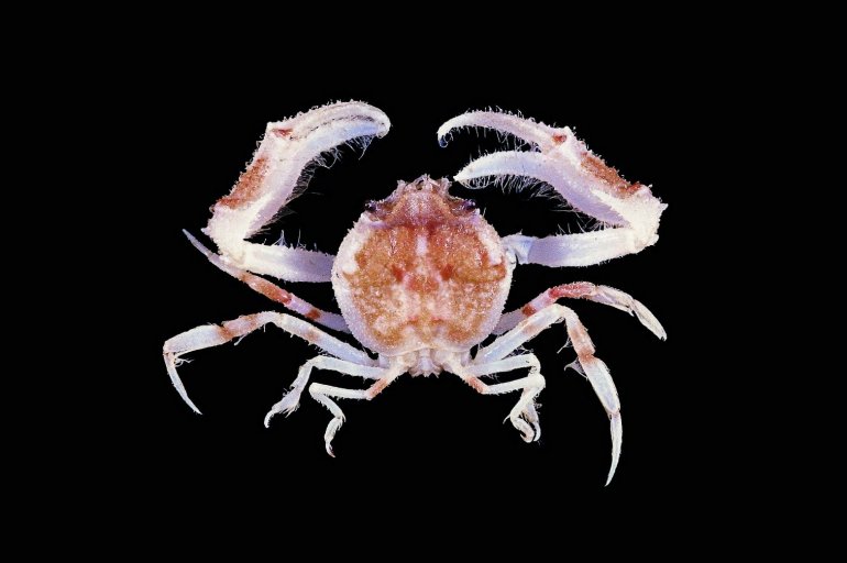 Xeinostoma sakaii, Tin-Yam Chan 上傳(TaiBNET)
