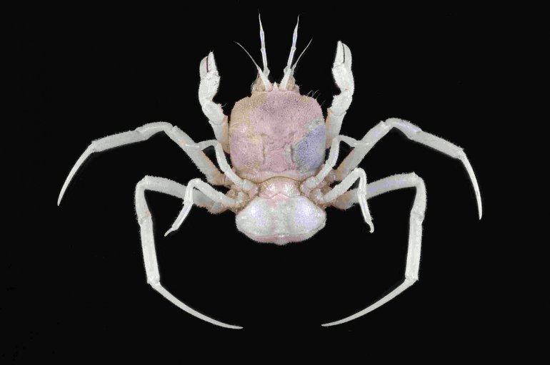 Cymonomus chani, Tin-Yam Chan National Taiwan Ocean University