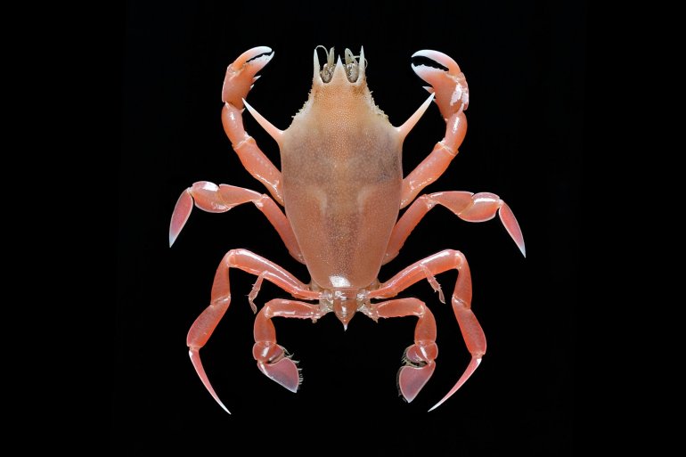 Lysirude channeri, Tin-Yam Chan National Taiwan Ocean University /Museum national d’Histoire naturelle