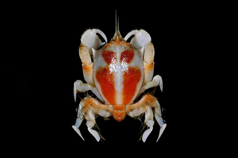 Umalia tenuiocellus, Tin-Yam Chan National Taiwan Ocean University