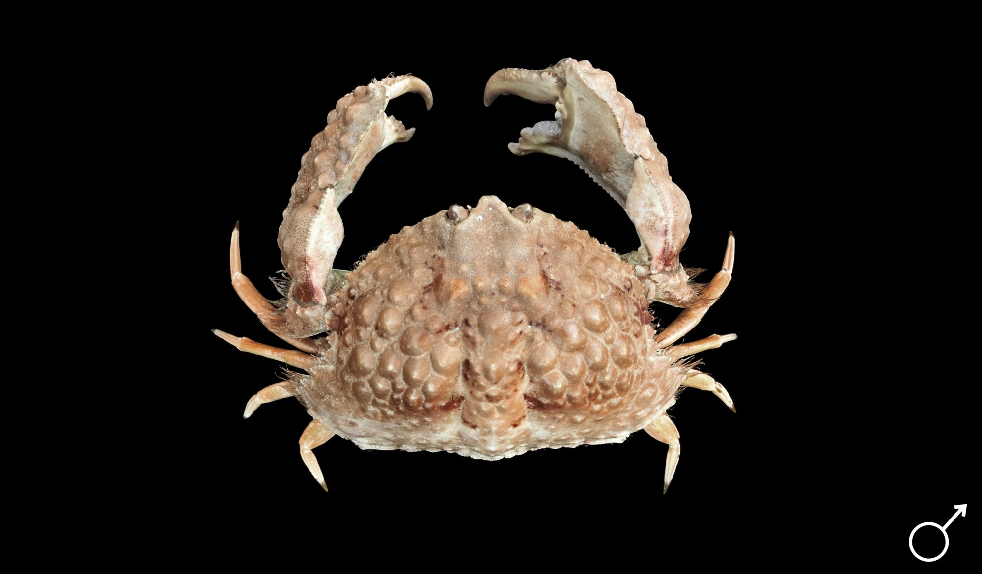 Crab Database · Crabs · Genus Calappa